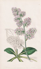 Statice eximia fiore botanica - statice,
