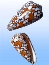 Conidae, Conus behelokensis, Tulear, Madagascar, 60,8 mm, XL, SUPERB SPECIMEN