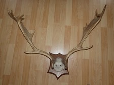 Corna di daino larghezza 77 cm