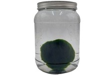 Pianta Marimo Cladophora in