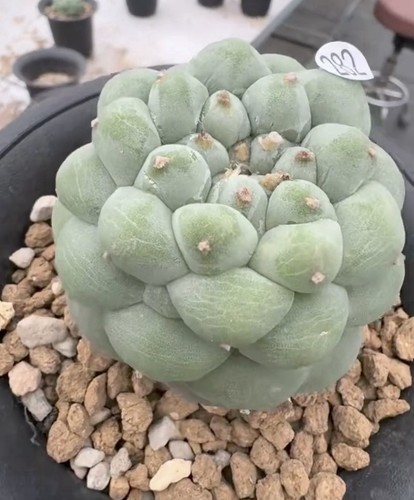 Vendita raro cactus - vendita,