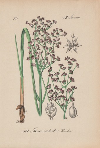 Borsetto nero - , (juncus