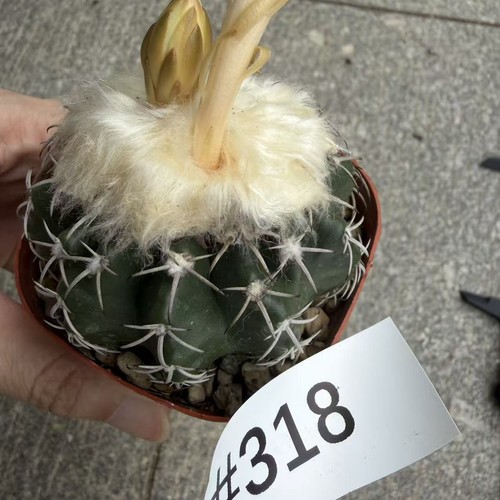 Vendita rara pianta cactus