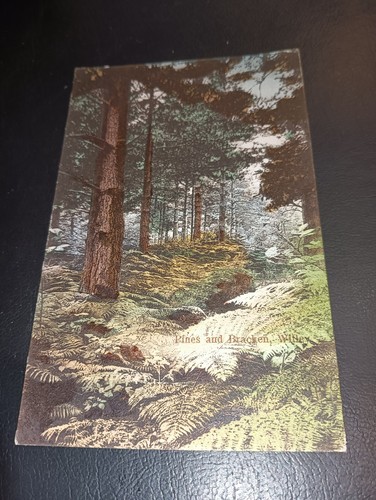 Woodland scene pines - woodland, scene,