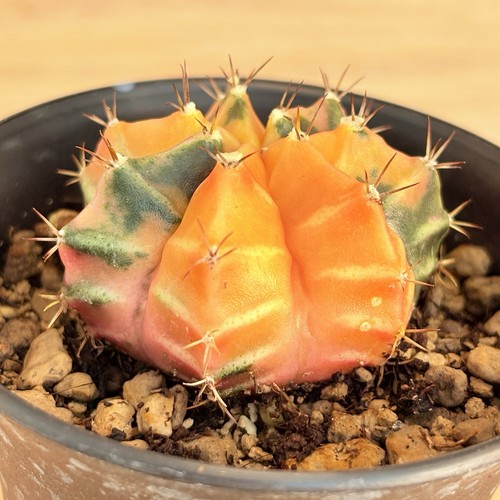 Gymnocalycium mihanovichii