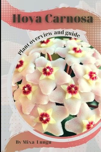 Hoya carnosa plant - carnosa:,