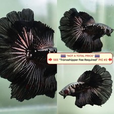Live Betta Fish (Thailandia)