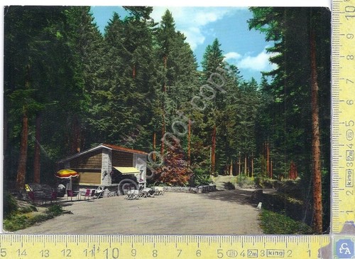Cartolina postcard foresta - postcard,