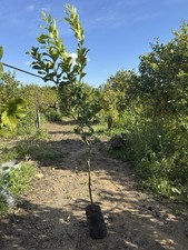 Pianta Di Limone di Circa 1