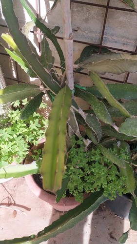Pitaya - (dragon, –