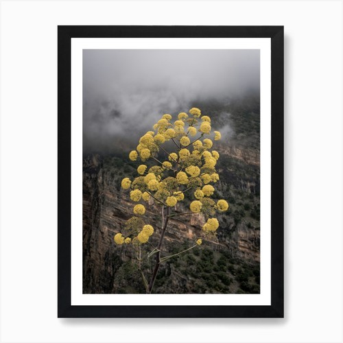Fiori montagna italia arte - in,