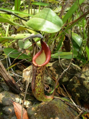 Nepenthes fusca pianta - nepenthes,