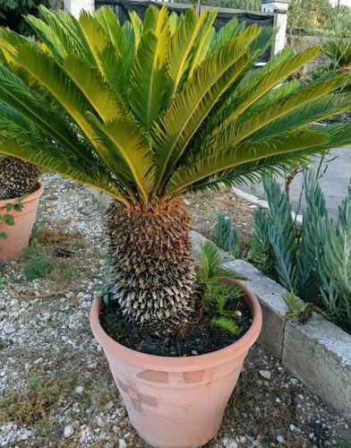 Pianta cycas revoluta vaso - revoluta,