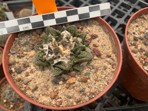 281 ariocarpus bravoanus - 281,