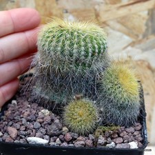 Notocactus leninghausii Vaso 9