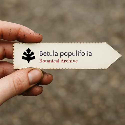 Betula populifolia seeds - betula,