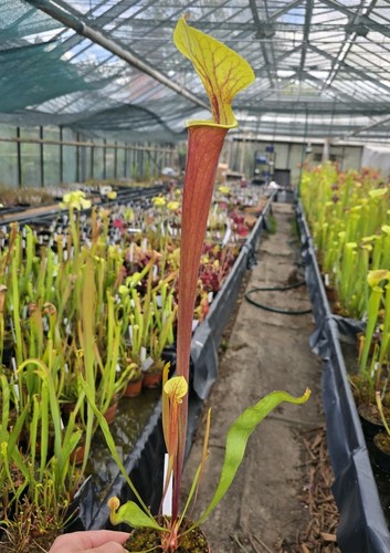 Sarracenia flava