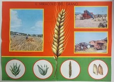 IL MIRACOLO DEL GRANO - Tavola