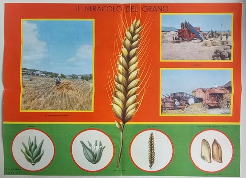 Miracolo del grano - il,