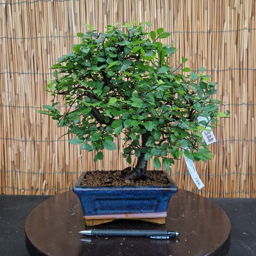 Bonsai olmo cinese 30cm - cinese, h