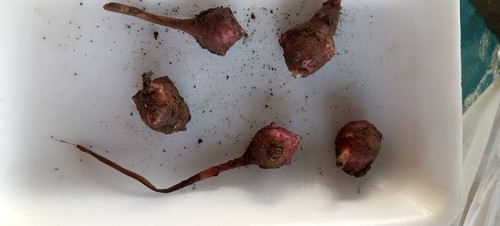 Tuberi carciofo gerusalemme - tuberi,