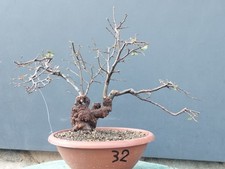 Bonsai Olmo Campestre 38x13cm