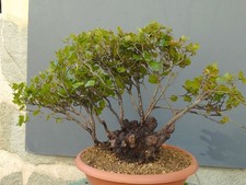 Bonsai Di Leccio busta 43x29cm