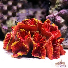 Ornamento acquario barriera