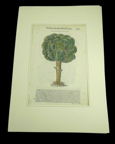 Stampa antica erbario - stampa,