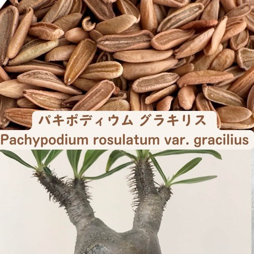 Semi pachypodium rosulatum - semi,