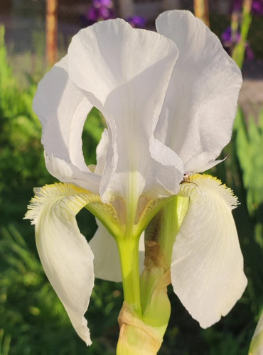Rizomi iris germanica - 10,