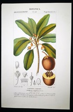 1831,TURPIN INCISIONE ORIGINALE FINE ANTICO ACQUERELLO SAPODILLA FRUTTA XZL
