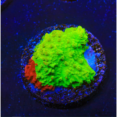 Montipora innestata fusione - montipora,