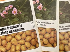 Come Trattare Le Patate Da Semina. Come Curare Le Patate Da Seme Prima 3 Volumi