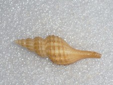 GRANULIFUSUS KIRANUS RECURVED