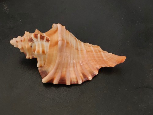 Conchiglia cymatium ranzanii - conchiglia,