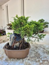 Bonsai di Juniperus chinensis Itoigawa (altezza: 33 cm)
