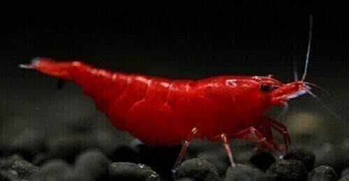 Lotto caridina - x,
