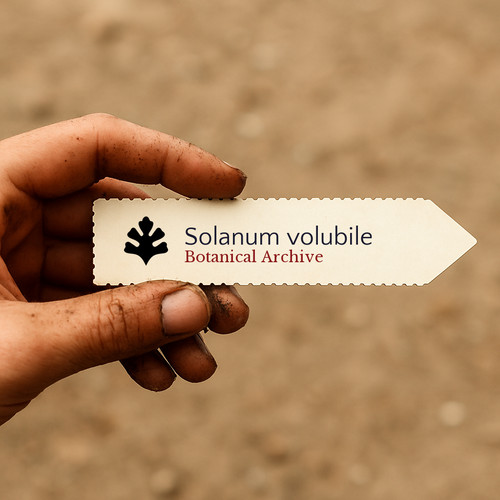 Solanum volubile seeds - -,