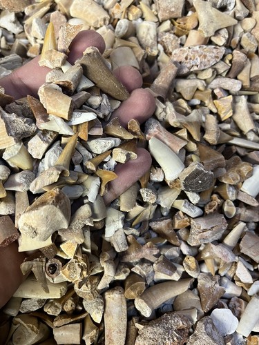 Fossil mixed sand - sand, shark