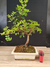 bonsai di pistacia lentisticus