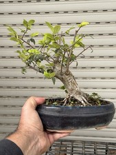 Olmo cinese - Bonsai di olmo 