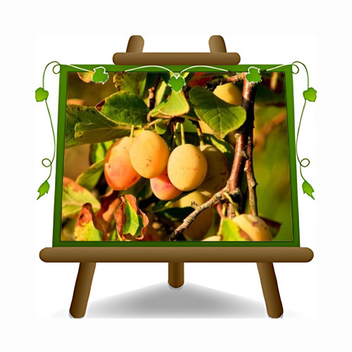 Susino afrodite pianta - susino,