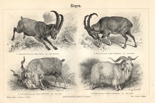 Stampa antica 1889 - , mufloni