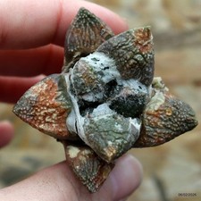 K083 ARIOCARPUS special price