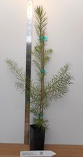Japanese Larch (Larix