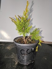 Shimpaku Pre Bonsai