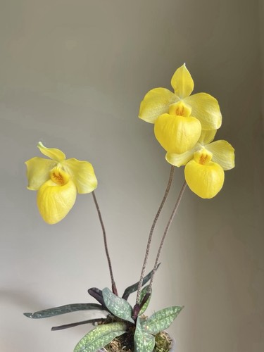 Orchidea paphiopedilum - orchidea,
