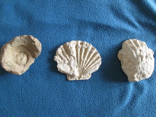 Fossili conchiglie - bivalvi, 2)