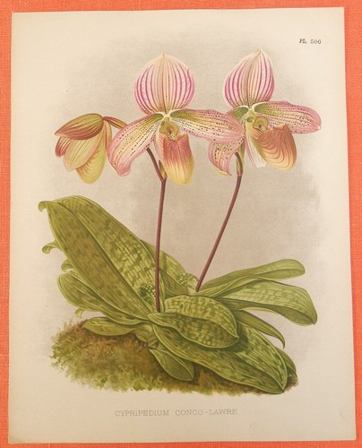 Cypripedium concolawre pianta - cypripedium,